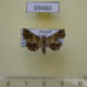 69460p Noctuidae Pangrapta parsimonalis Thailand $2