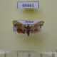 69461p Pyralidae Zitha sp. f Thailand $2