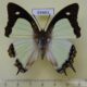 69463p Nymphalidae Polyura jalysus jalysus Thailand $5