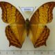 69464p Nymphalidae Vindula erota Thailand $7