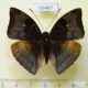 69467p Nymphalidae Euthalia monina kesava Thailand $6