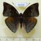69468p Nymphalidae Euthalia monina kesava Thailand $7