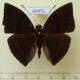 69471p Nymphalidae Euthalia aconthea Thailand $5