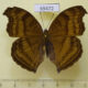 69472p Nymphalidae Junonia iphita Thailand $4