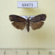 69473p Tortricidae sp. Thailand $5