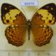 69479p Nymphalidae Cupha erymanthis erymanthis Thailand $8
