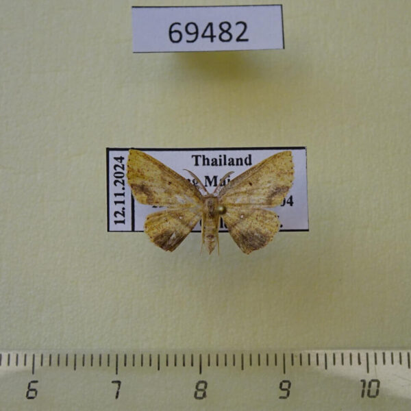 Geometridae sp. Thailand