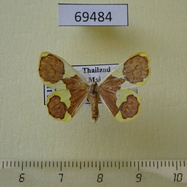 Geometridae Plutodes unidentata Thailand