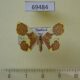69484p Geometridae Plutodes unidentata Thailand $8