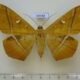 69488p Noctuidae Teinoletis simoenta f Dominicana $30