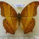 69491p Nymphalidae Vindula erota Thailand $7