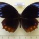 69493p Nymphalidae Elymnias hypermnestra tinctoria Thailand $12