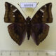 69494p Nymphalidae Euthalia aconthea Thailand $10