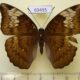 69495p Nymphalidae Euthalia monina f Thailand $5