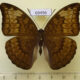 69496p Nymphalidae Euthalia monina f Thailand $15