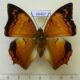 69497p Nymphalidae Charaxes aristogiton Thailand $9