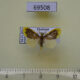 69508p Lymantridae Somena similis Thailand $5