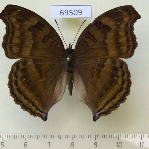 Nymphalidae Junonia iphita Thailand