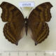 69509p Nymphalidae Junonia iphita Thailand $9