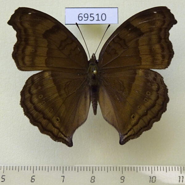 Nymphalidae Junonia iphita Thailand