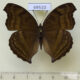 69510p Nymphalidae Junonia iphita Thailand $10