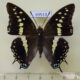 69513p Nymphalidae Charaxes solon sulphureus Thailand $7