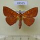69515p Noctuidae Singara diversalis Thailand $9