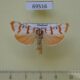69516p Arctiidae Cyana pseudojavanica Thailand $13