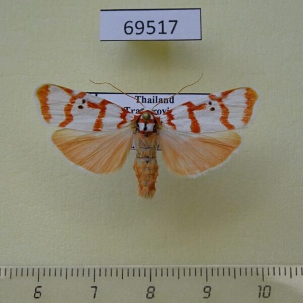Arctiidae Cyana pseudojavanica Thailand