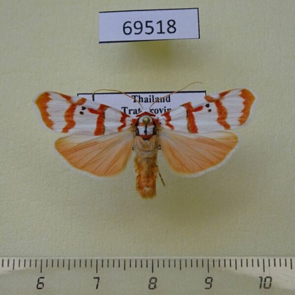 Arctiidae Cyana pseudojavanica Thailand