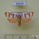 69518p Arctiidae Cyana pseudojavanica Thailand $13