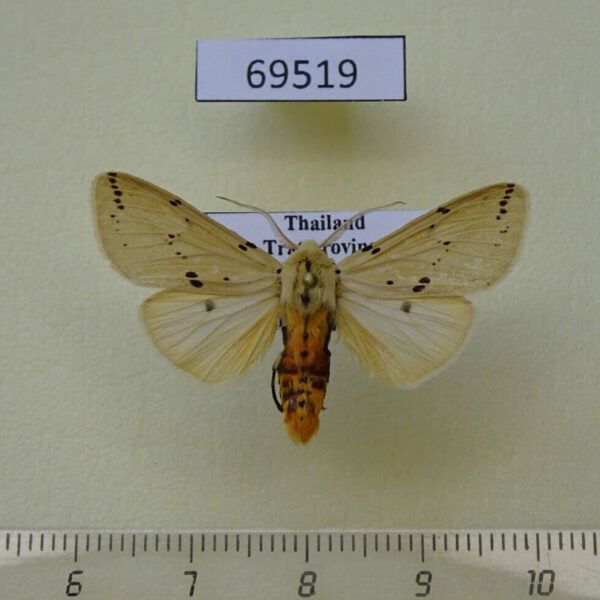 Arctiidae Spilarctia sp. Thailand