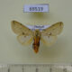69519p Arctiidae Spilarctia sp. Thailand $15
