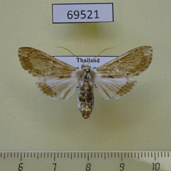 Crambidae Cirrhochrista spissalis Thailand