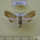 69521p Crambidae Cirrhochrista spissalis Thailand $5