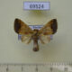 69524p Noctuidae Bocula xanthostola Thailand $7