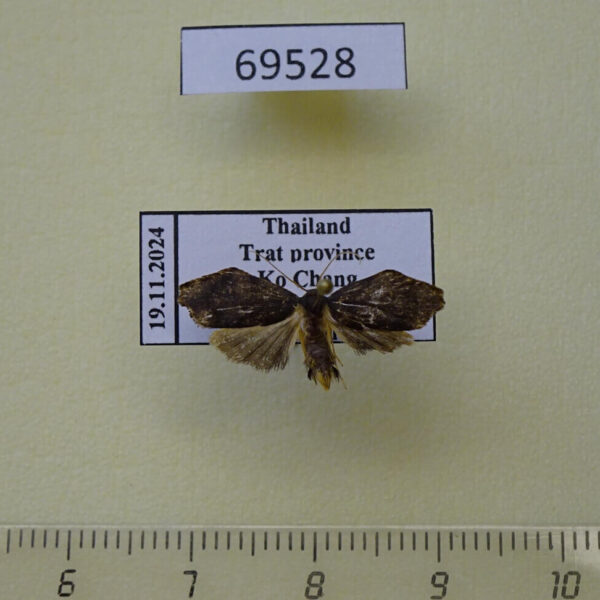 Arctiidae Macaduma borneana Thailand