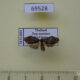 69528p Arctiidae Macaduma borneana Thailand $5