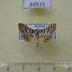 69533p Crambidae Dichocrocis rigidalis Thailand $9