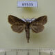 69535p Notodontiidae Ramesa bovoculosugens Thailand $8