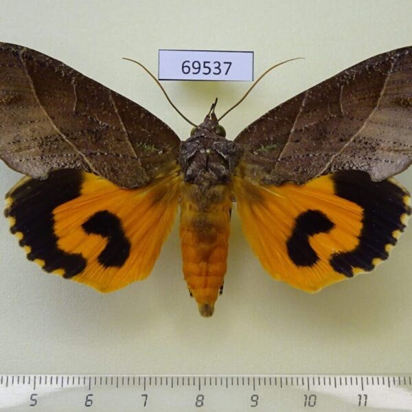 Noctuidae Eudocima cajeta Thailand
