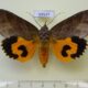 69537p Noctuidae Eudocima cajeta Thailand $25