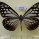 69538p Nymphalidae Parantica melaneus Thailand $13