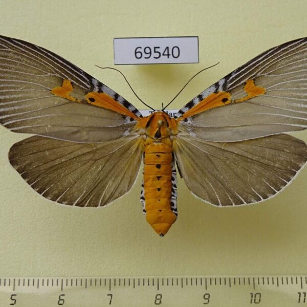 Noctuidae Euplocia membliaria f Thailand