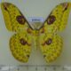 69542p Saturniidae Loepa sikkima Thailand $20