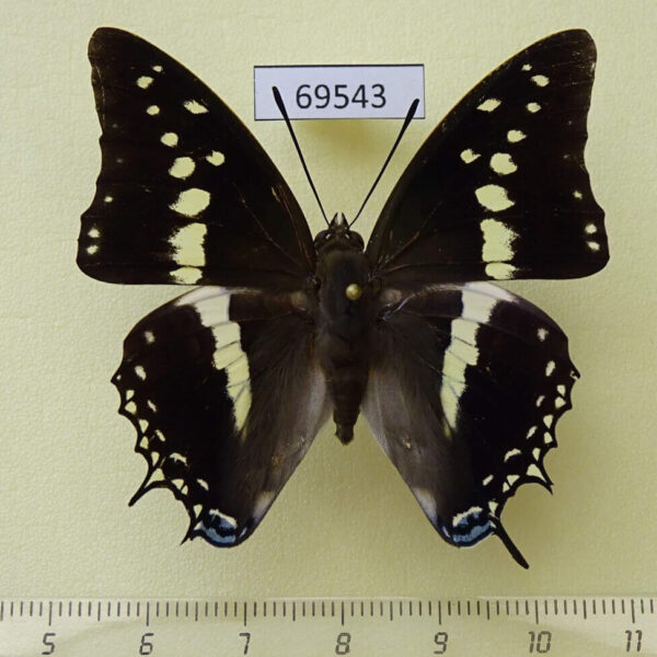 Nymphalidae Charaxes solon sulphureus Thailand