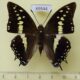 69544p Nymphalidae Charaxes solon sulphureus Thailand $12
