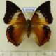 69545p Nymphalidae Charaxes bernadus Thailand $13
