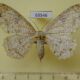 69546p Geometridae Biston suppressaria f Thailand $12