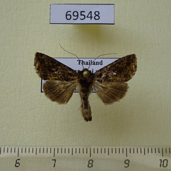 Noctuidae Ctenoplusia kosemponensis Thailand